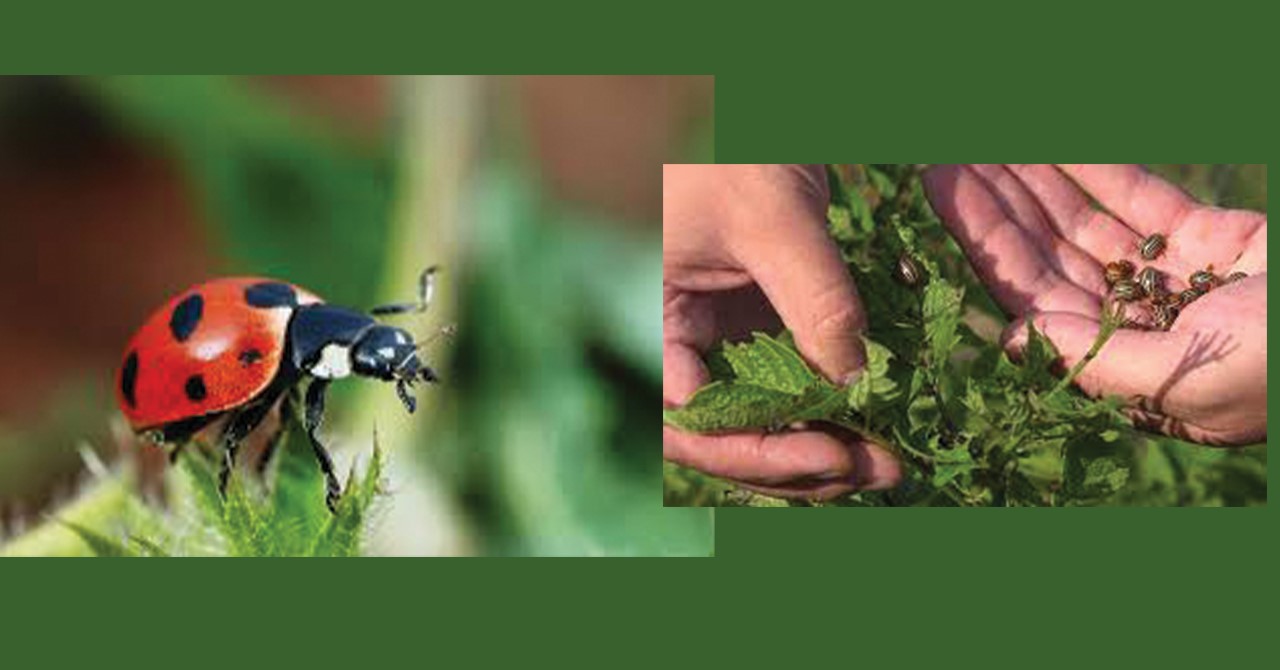 कानेपोखरीका कृषकका लागि ७ वटै वडामा बाली उपचार शिविर चल्दै